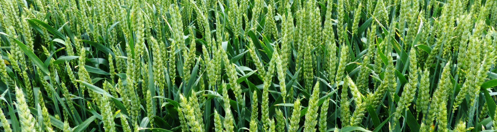 Getreide, Dottenfelderhof